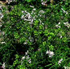 Coriandrum sativum Leisure