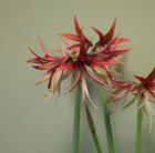 Hippeastrum (Spider Group) Sumatra (PBR)