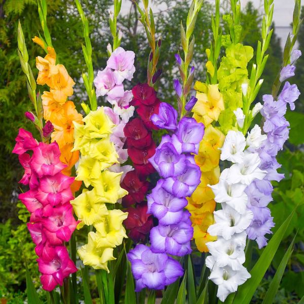 buy-gladioli-bulbs-gladiolus-mixed-colours-delivery-by-crocus