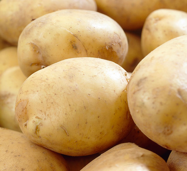 Buy potato extra early salad, Scottish basic seed potato potato