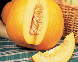 pumpkin 'Jack O'Lantern' (pumpkin / Cucurbita pepo 'Jack O'Lantern')