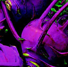 kohl rabi Purple Delicacy