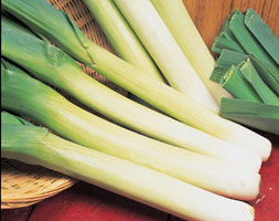 leek 'Lyon' (leek / Allium porrum 'Lyon')