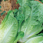 lettuce Winter Density