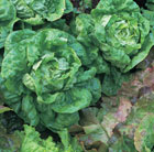 lettuce All Year Round