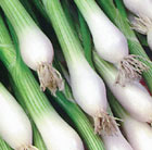 spring onion White Lisbon