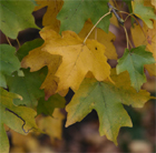 Native Hedgerow mixed