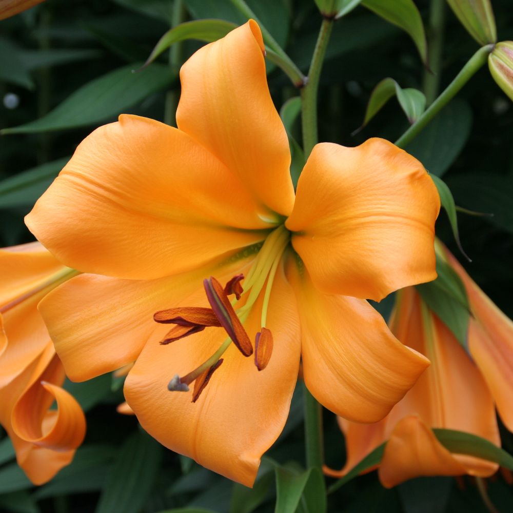 Buy lily African Queen bulb Lilium '(African Queen Group) ': Delivery ...