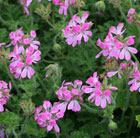 Pelargonium Pink Capricorn