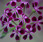 Pelargonium Lawrenceanum