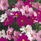 Cosmos Sonata Hot Pink Mixed