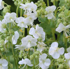 Geranium macrorrhizum White-Ness