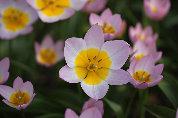 Image result for lilac wonder tulip