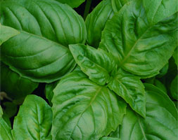 basil 'Sweet' (sweet basil) basil 'Sweet' (sweet basil)