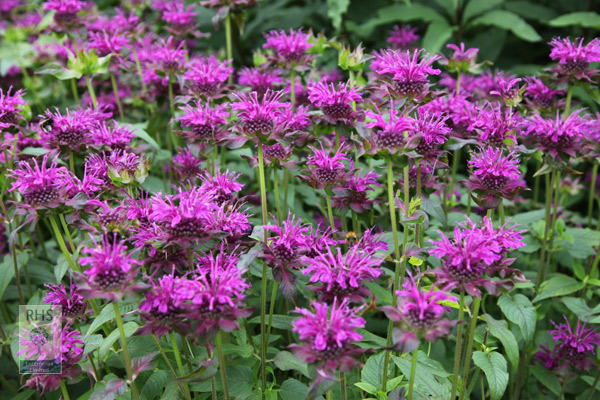 Buy bergamot Monarda 'Scorpion': Delivery by Crocus