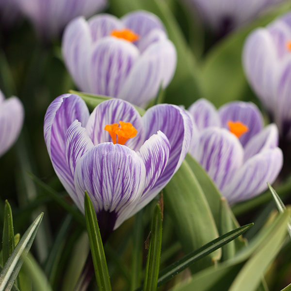 Buy Dutch Crocus Bulbs Crocus Pickwick Delivery By Crocus