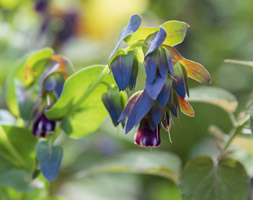 Cerinthe major 'Purpurascens' (honeywort) Cerinthe major 'Purpurascens' (honeywort)
