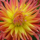 Dahlia Alfred Grille
