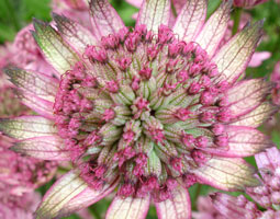 Astrantia major 'Penny's Pink' (masterwort) Astrantia major 'Penny's Pink' (masterwort)