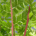 Athyrium filix-femina subsp. angustum f. rubellum Lady in Red