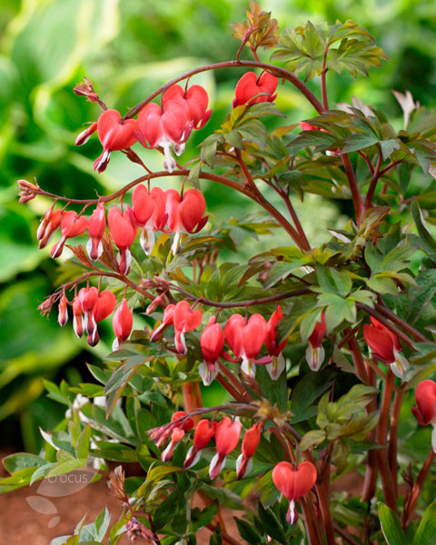 Buy bleeding heart syn Dicentra Valentine Lamprocapnos ...