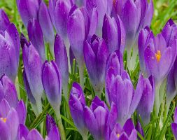 Crocus tommasinianus andapos;Barrandapos;s Purpleandapos; (species crocus bulbs)