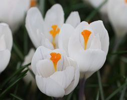 Crocus x cultorum andapos;Jeanne dandapos;Arcandapos; (Dutch crocus bulbs)