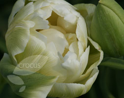 Tulipa andapos;Double Maureenandapos; (double late tulip bulbs)