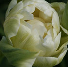 Tulipa Double Maureen