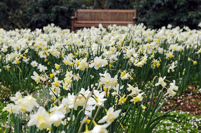  for shade planting bulbs planting bulbs in pots making a bulb lasagne