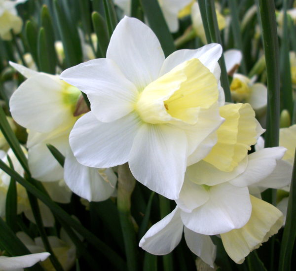 Buy jonquilla daffodil bulbs Narcissus 39;Curlew39;