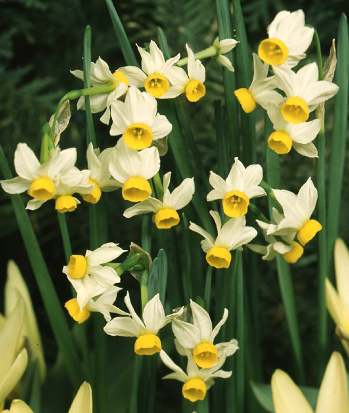 narcissus canaliculatus tazetta daffodil bulbs 10 bulbs £ 3 99 add to 