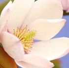 Magnolia Fairy Blush ('Micjur01') (PBR)