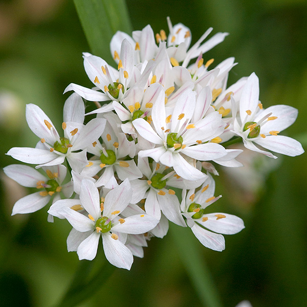 Buy ornamental onion (syn Allium cowanii ) bulbs Allium neapolitanum ...