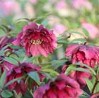 Helleborus × hybridus Harvington double red