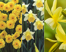 Crocus collections