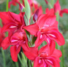 Gladiolus Robinetta (recurvus hybrid)
