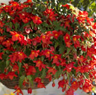 Begonia × intermedia Bertinii