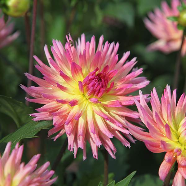 Buy decorative dahlia tuber Dahlia 'Karma Sangria (PBR)' Delivery by