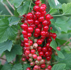 redcurrant Laxton's number one