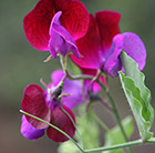 Lathyrus odoratus Matucana