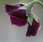 Lathyrus odoratus Beaujolais