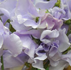 Lathyrus odoratus Charlie's Angel