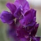 Lathyrus odoratus Pluto