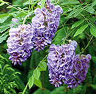 Wisteria frutescens Amethyst Falls (PBR)