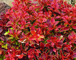 Barberry Berberis Thunbergii F Atropurpurea Admiration Barberry