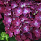 Hydrangea macrophylla Hot Red Violet