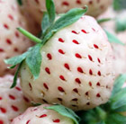 Fragaria ananassa pineberry White Dream