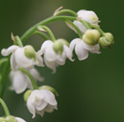 Convallaria majalis Prolificans