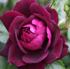Rosa Burgundy Ice ('Prose') (PBR)